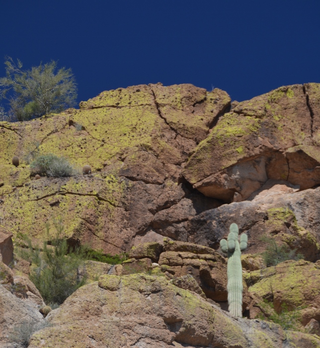 yellow cliffs dotted with saguaros